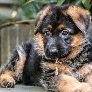 Meet your Posher, Dj